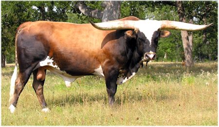 Starbase Commander - Texas Longhorn bull