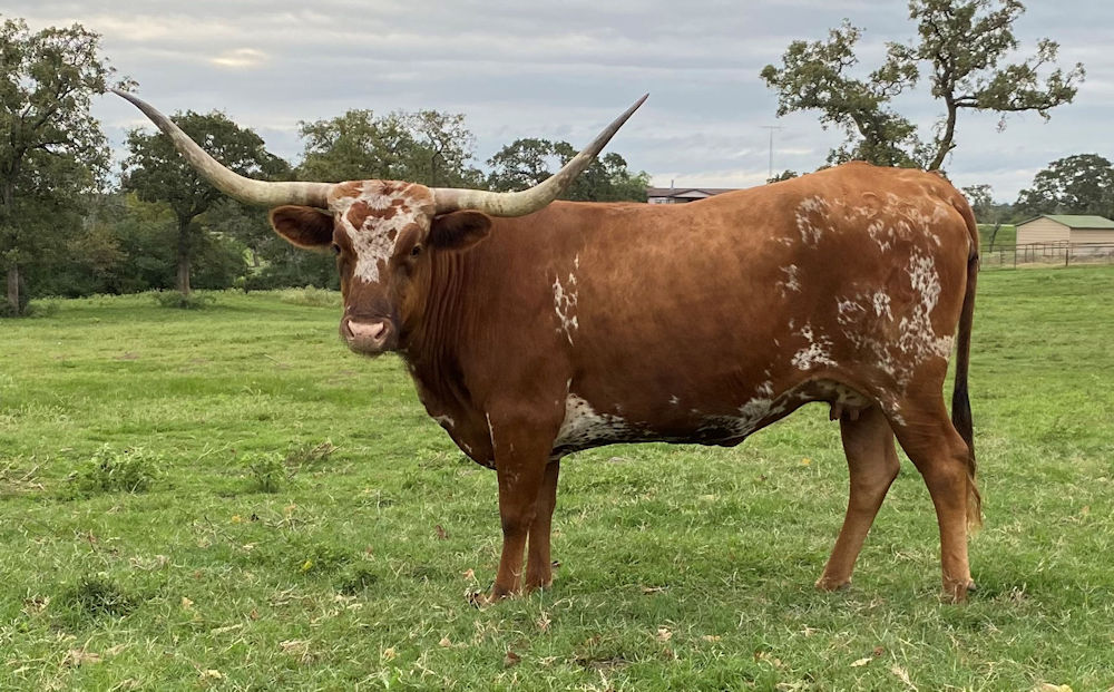 Texas Longhorn brood cow - Coca-Cola Star