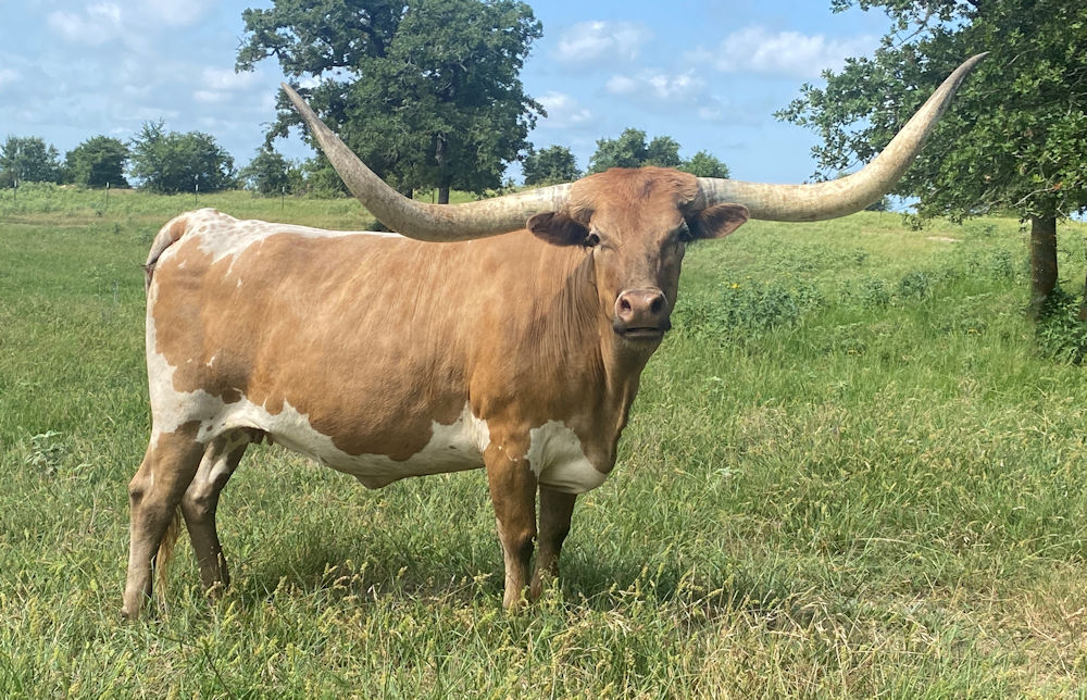 Texas Longhorn brood cow - Cruising to the Stars