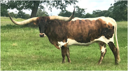 Texas Longhorn brood cow for sale - Enthusiastic About Stars