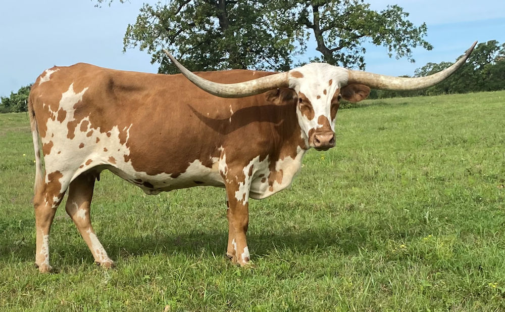 Texas Longhorn brood cow - Fist Full of Stars