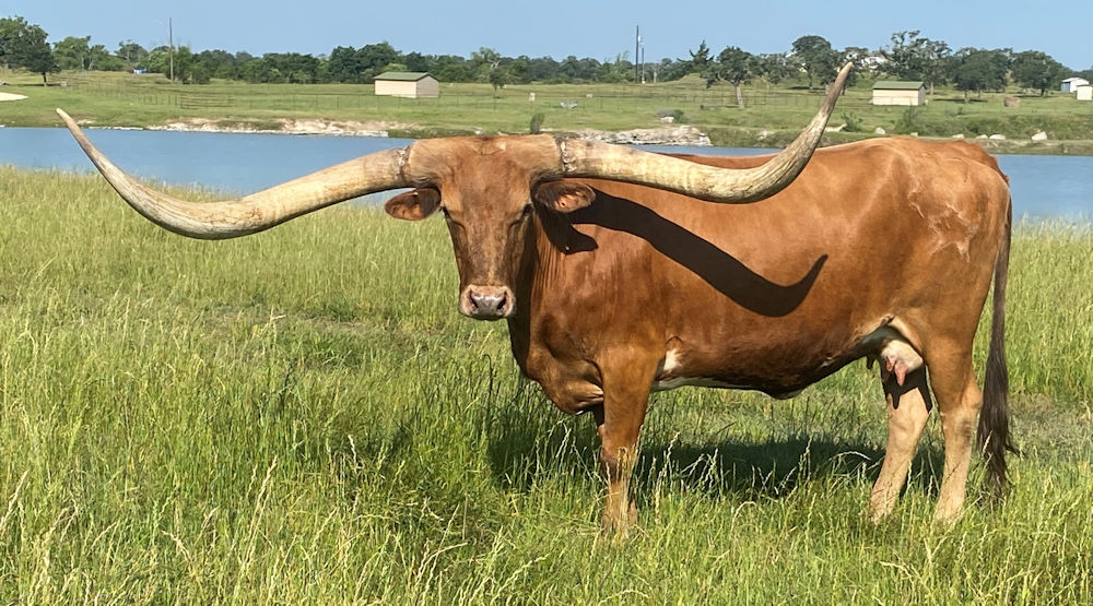 Texas Longhorn brood cow- Red Soda Star