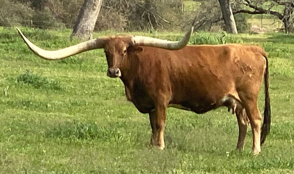 Texas Longhorn brood cow- Red Soda Star