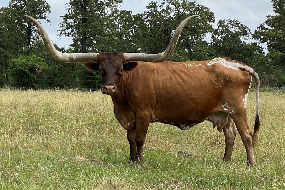 Texas Longhorn Brood Cow - Star Supreme Credit