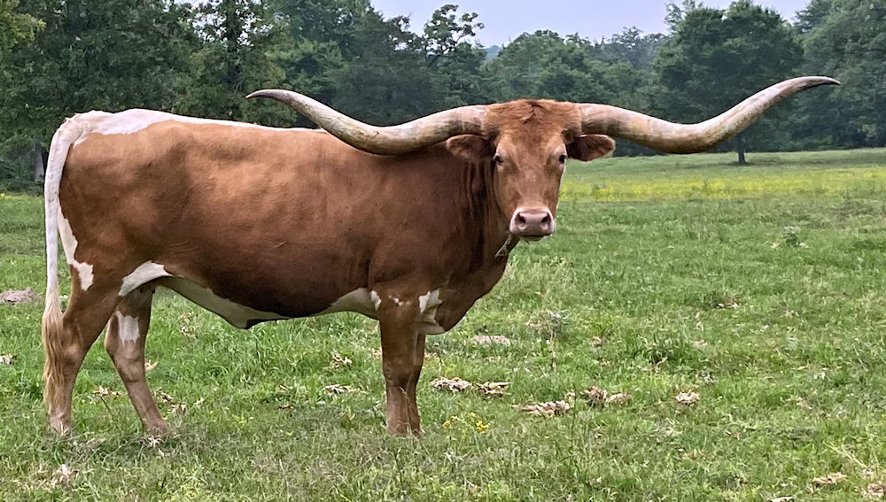 Texas Longhorn brood cow - Star for the Seasons