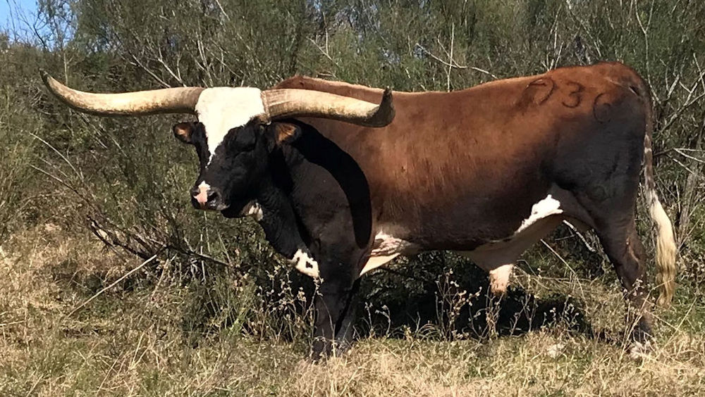 Texas Longhorn Herd Sire - Starbase Commander