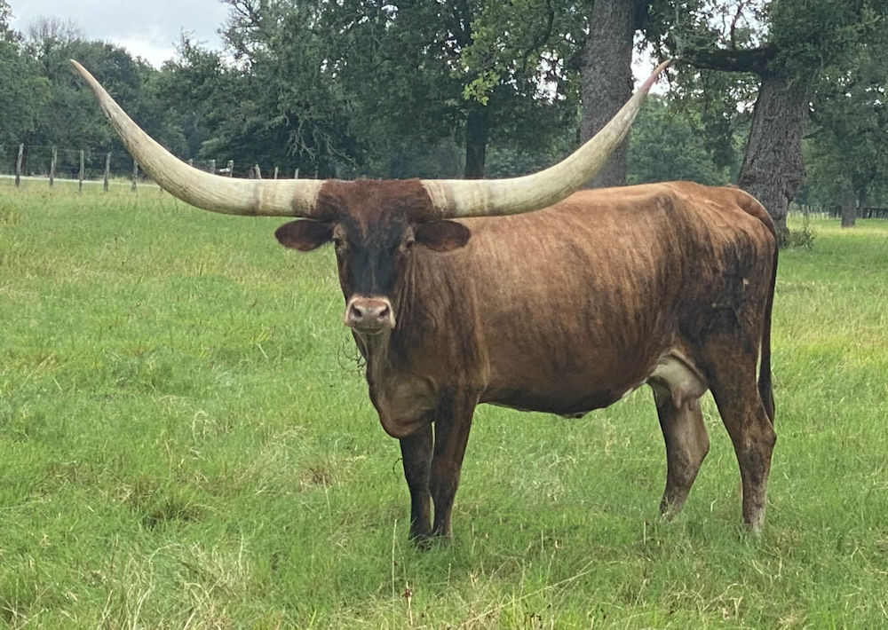 Texas Longhorn brood cow - Timeless Star
