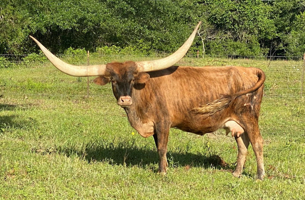 Texas Longhorn brood cow - Timeless Star