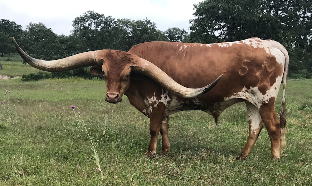 Texas Longhorn steer - Venture to the Stars