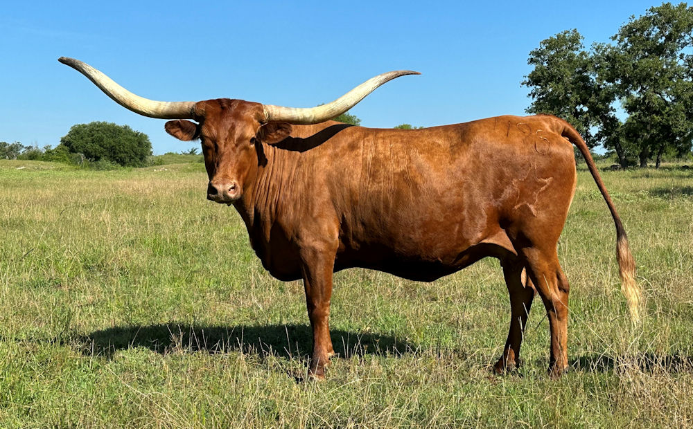 Texas Longhorn brood cow - Aim for the Stars