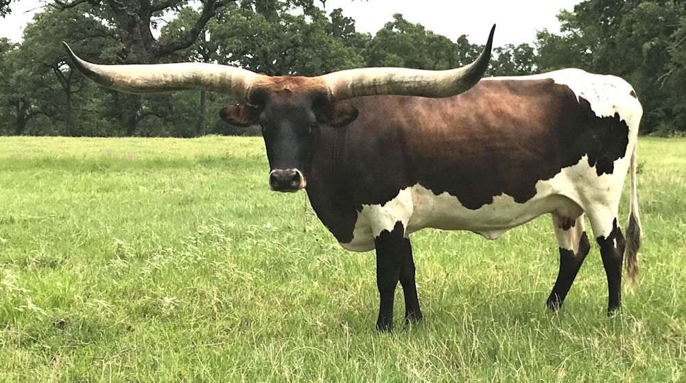 Texas Longhorn brood cow - Arrive by Star Flight
