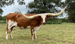 Texas Longhorn brood cow - Race to the Stars