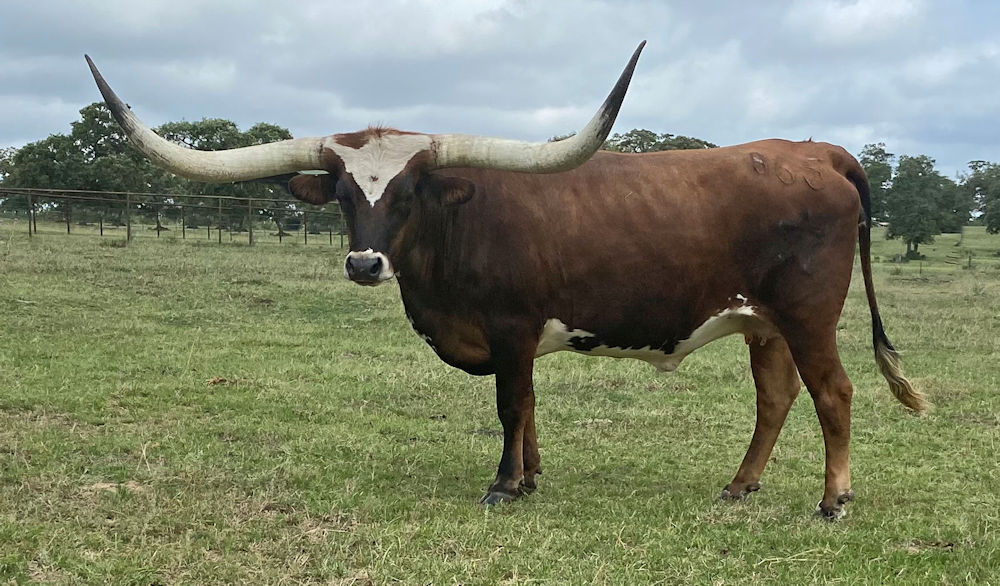 Texas Longhorn brood cow - Sensational Stars Afire
