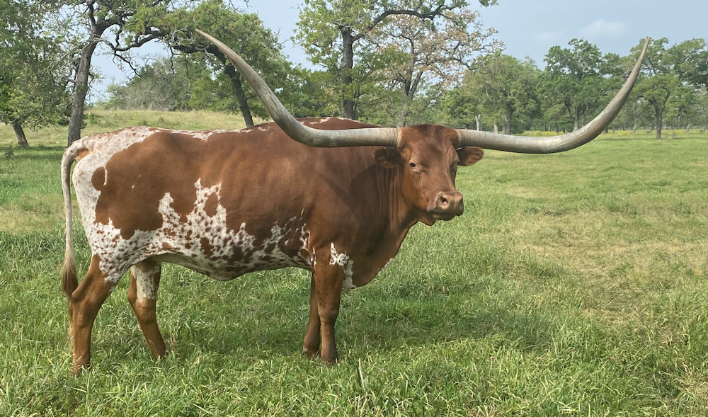 Texas Longhorn brood cow - Sequential Stars