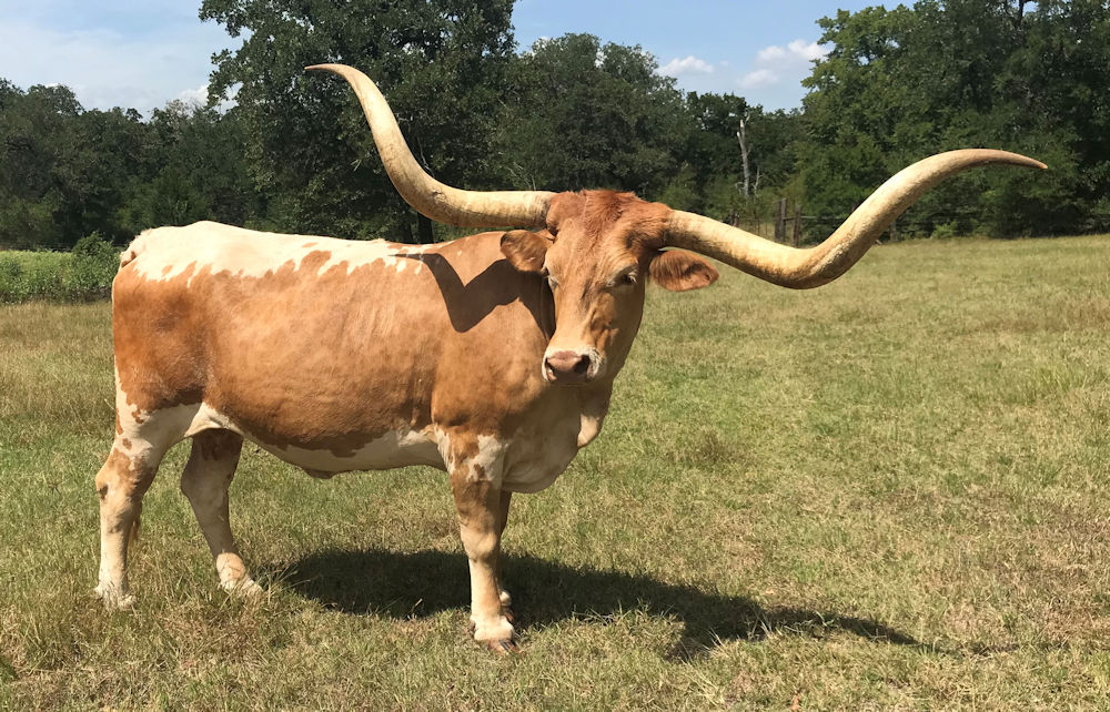 Texas Longhorn Brood Cow - Sophisticated Stars in Style