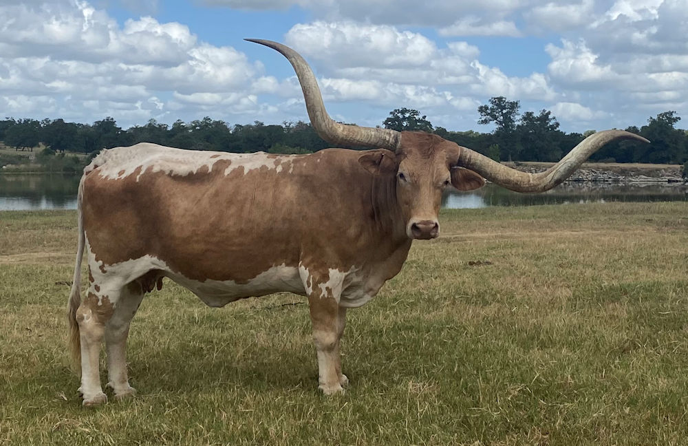 Texas Longhorn Brood Cow - Sophisticated Stars in Style