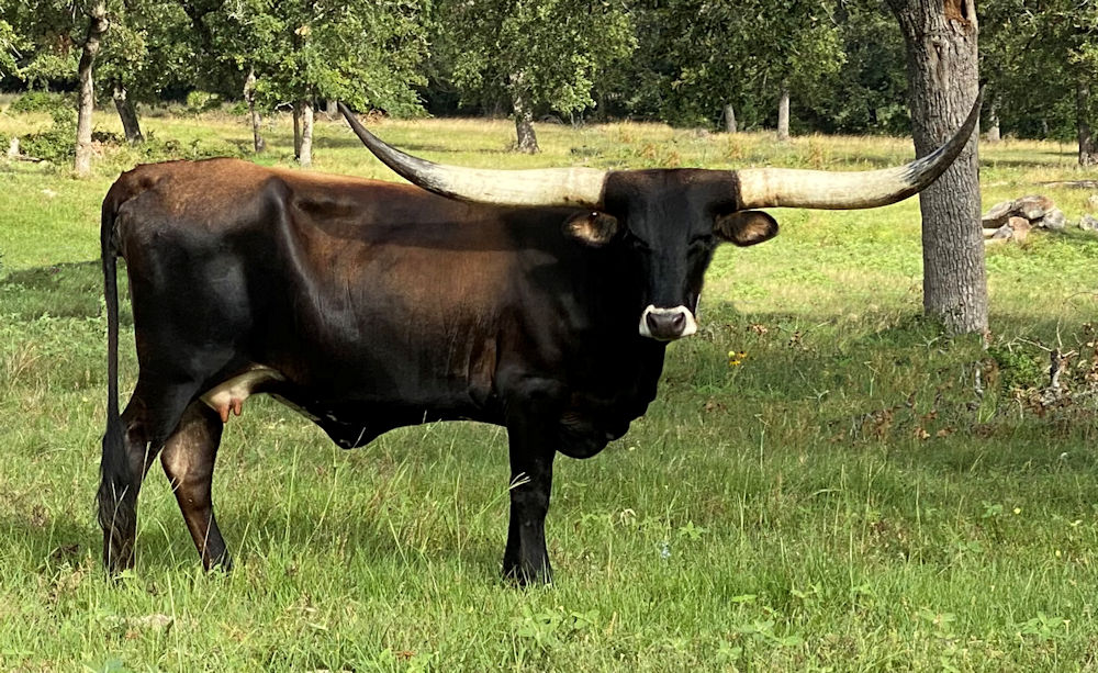 Texas Longhorn brood cow - Star of Incandescence