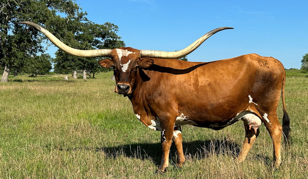 Texas Longhorn Brood Cow - TCC Blue Zoom