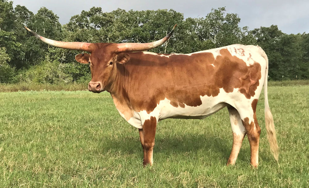 Texas Longhorn Brood Cow - Consequential Stars