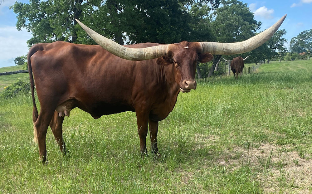Texas Longhorn brood cows - Following Stars