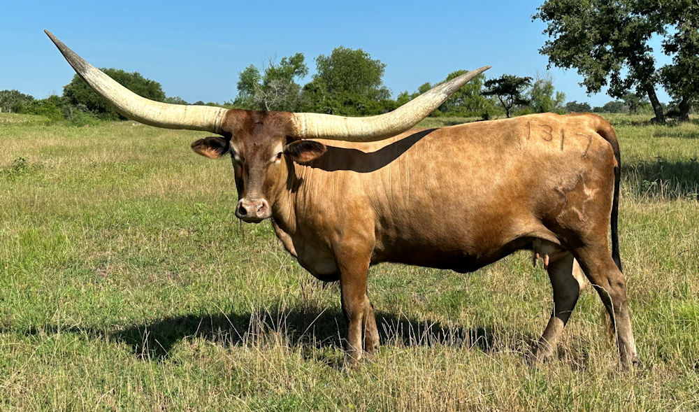 Texas Longhorn brood cow - Literal Star