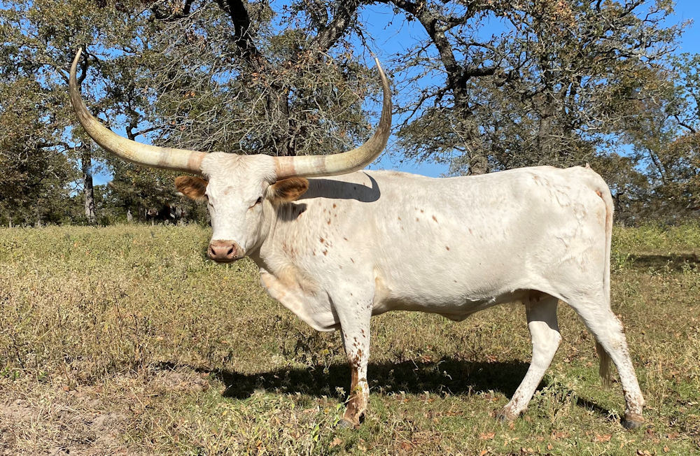Texas Longhorn cow for sale - X-Pressly A Star
