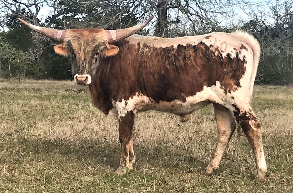 Texas Longhorn Steer - Stars X-Cel
