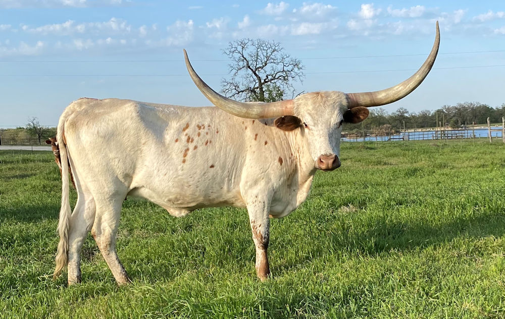 Texas Longhorn brood cow - X-Quisitely A Star