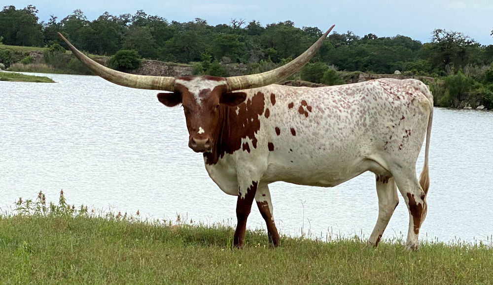Texas Longhorn Brood Cow - Transcendent Star