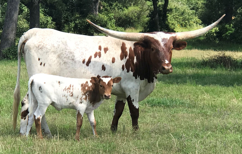Texas Longhorn Brood Cow - Transcendent Star