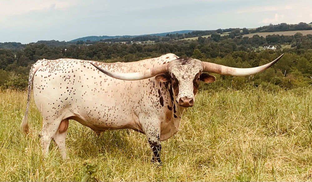 Texas Longhorn bull - Texas Silverado Star