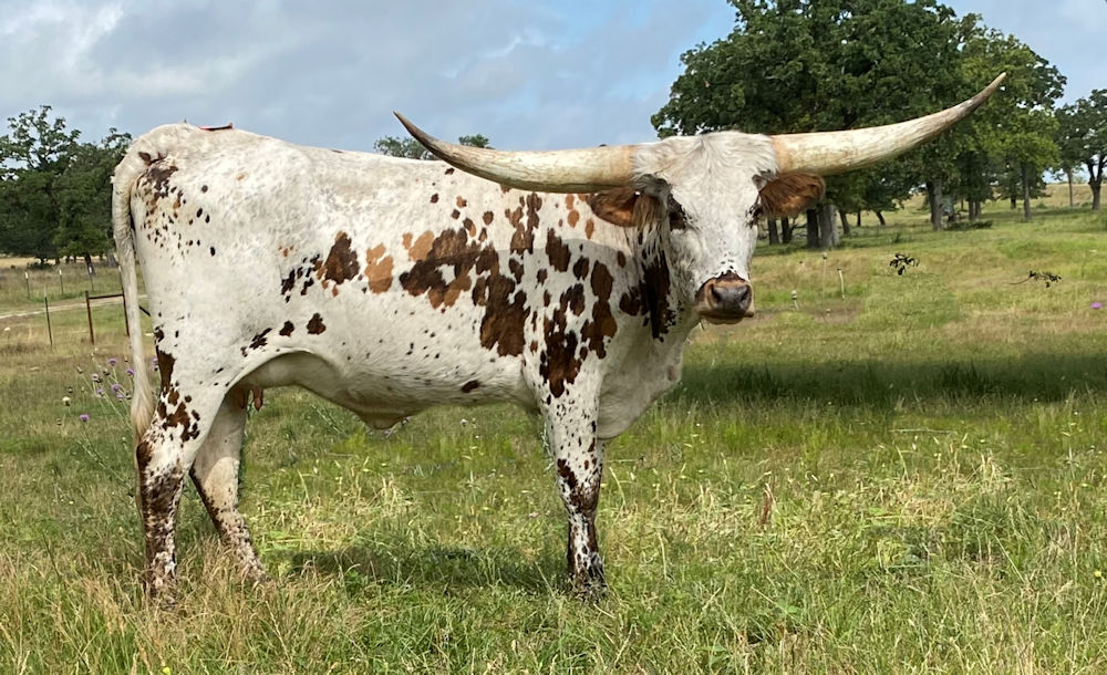 Texas Longhorn heifer - Briskly Go the Stars