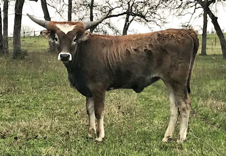 Texas Longhorn heifer - Boot Scootin Star