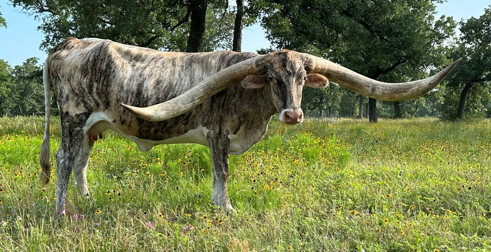 Texas Longhorn brood cow - Reveille Star