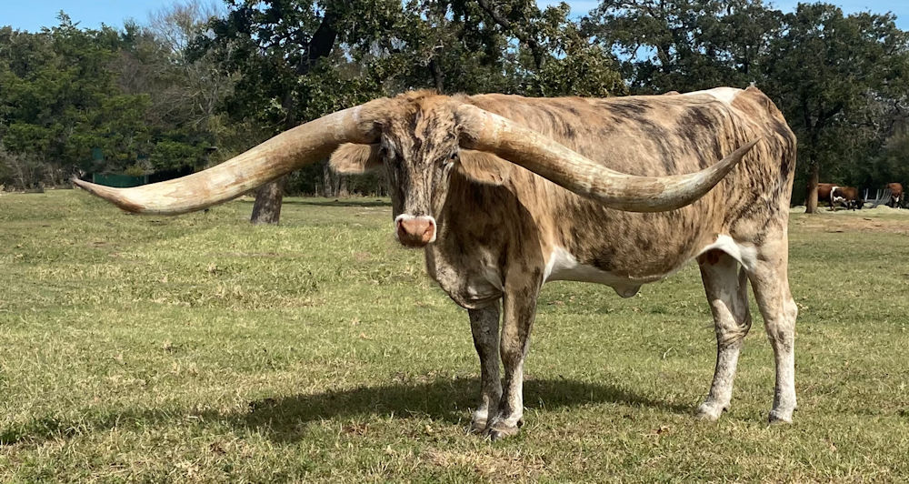 Texas Longhorn brood cow - Reveille Star