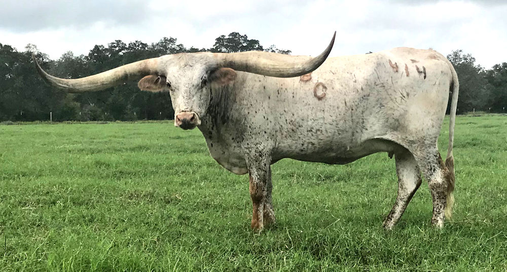 Texas Longhorn brood cow - BC Smoke N Precious