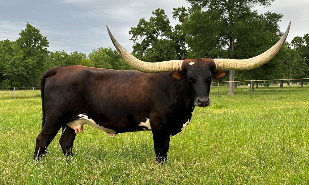 Texas Longhorn brood cow - Full Moon and Stars