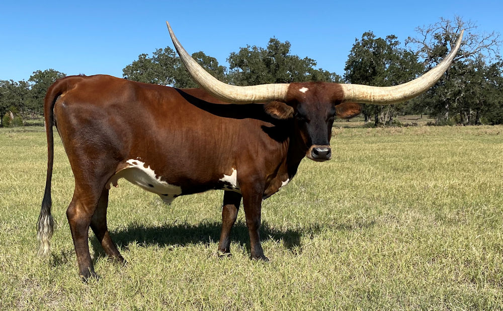 Texas Longhorn brood cow - Full Moon and Stars