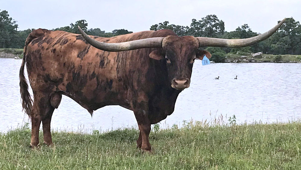 Texas Longhorn Herd Sire - Sam Chex