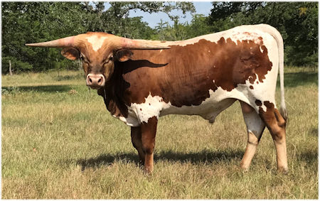 Texas Longhorn bull for sale - Five Star Alarm