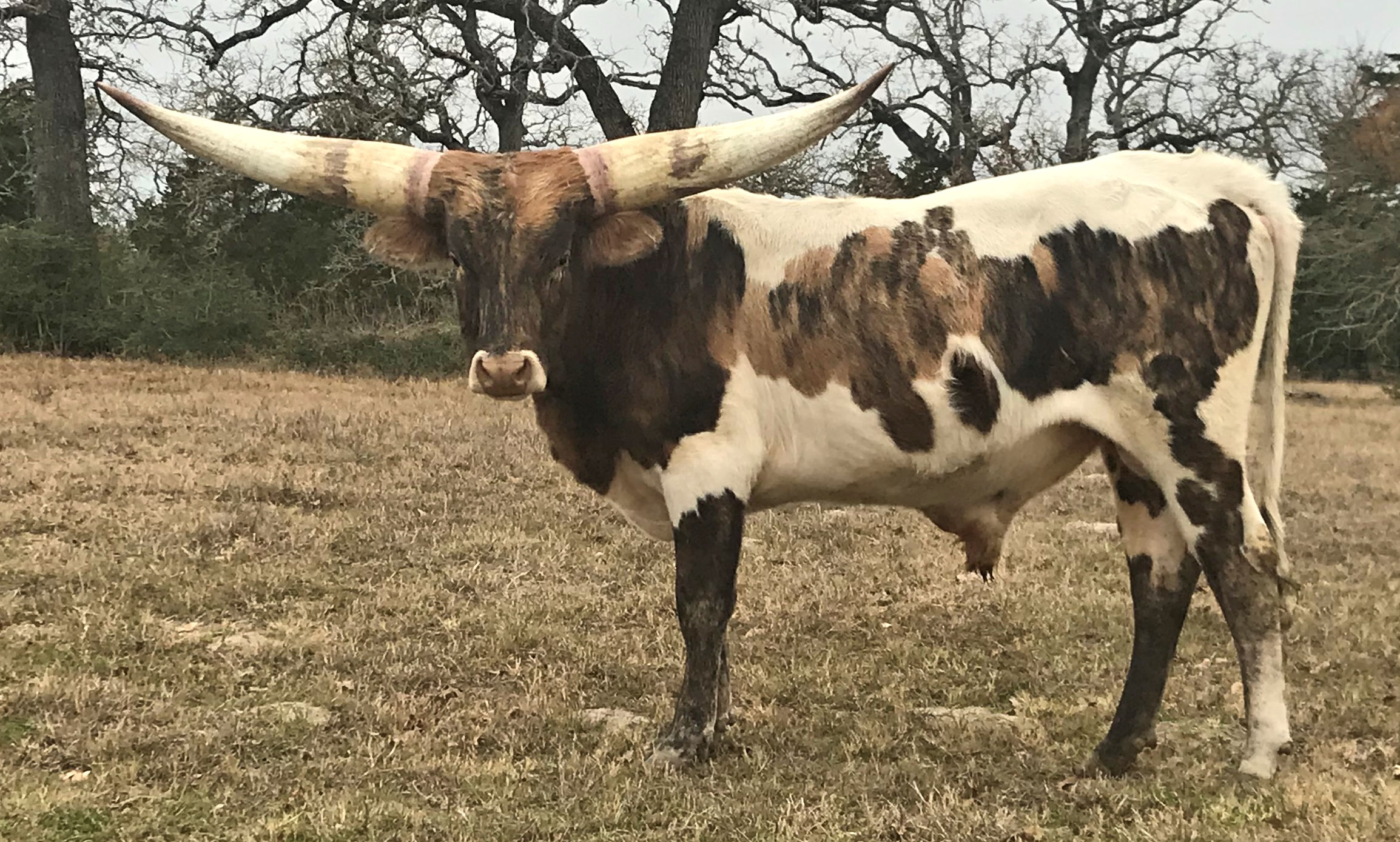 Texas Longhorn herd sire - Seismic Star