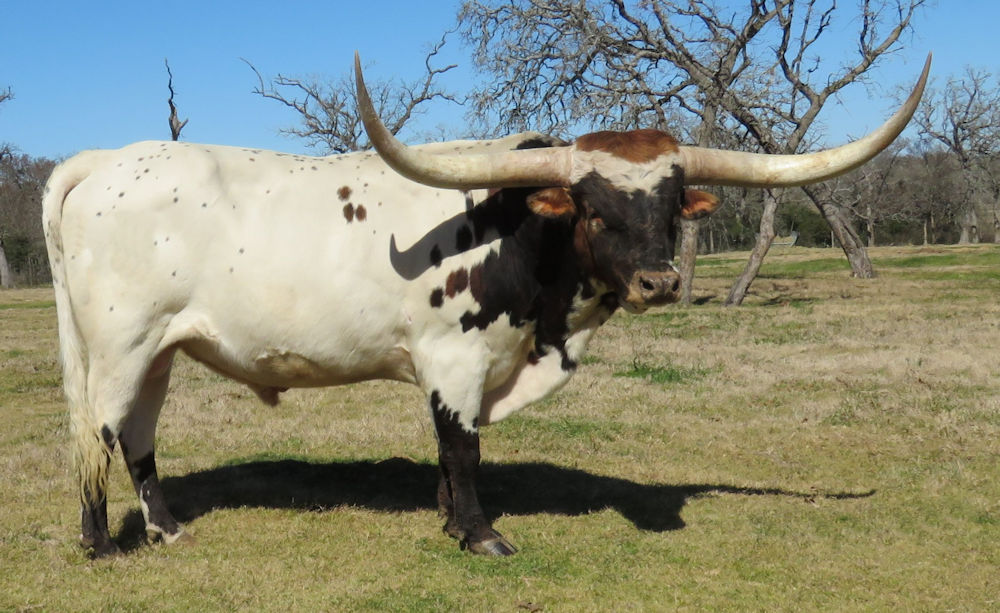 Texas Longhorn Herd Sire - WF Friday's Check
