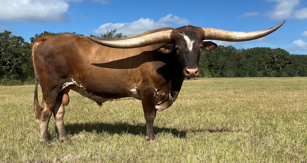 Texas Longhorn herd sire - Magnum Star Force