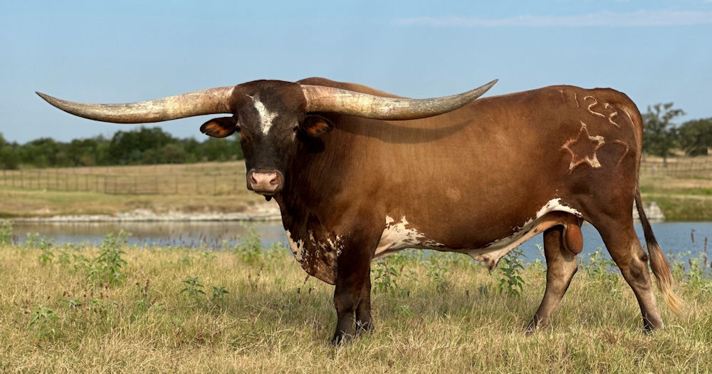 Texas Longhorn herd sire - Magnum Star Force