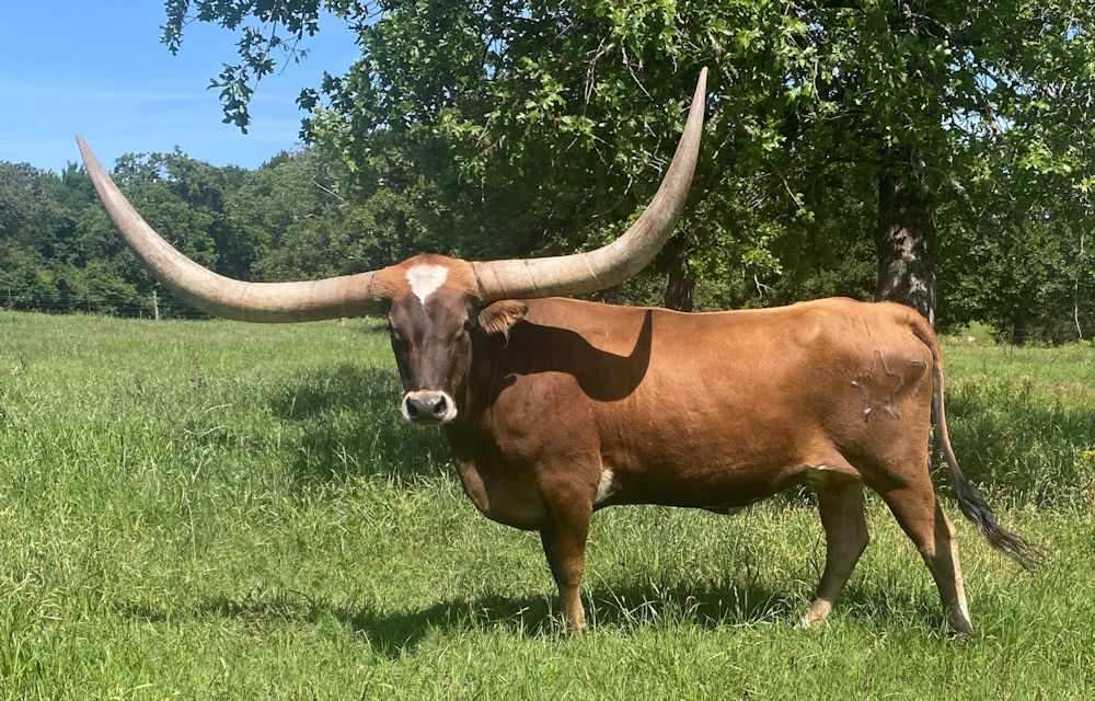 Texas Longhorn brood cow - Mesmerized by Stars