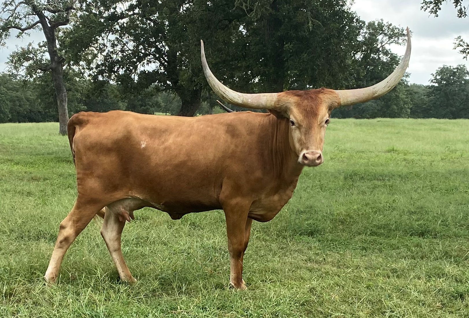 Texas Longhorn brood cow - Carry on Stars