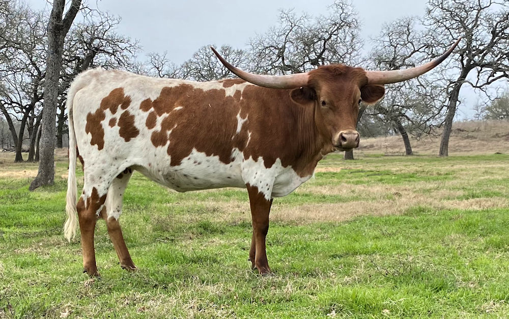 Texas Longhorn heifer - Kit 'N Caboodle of Stars