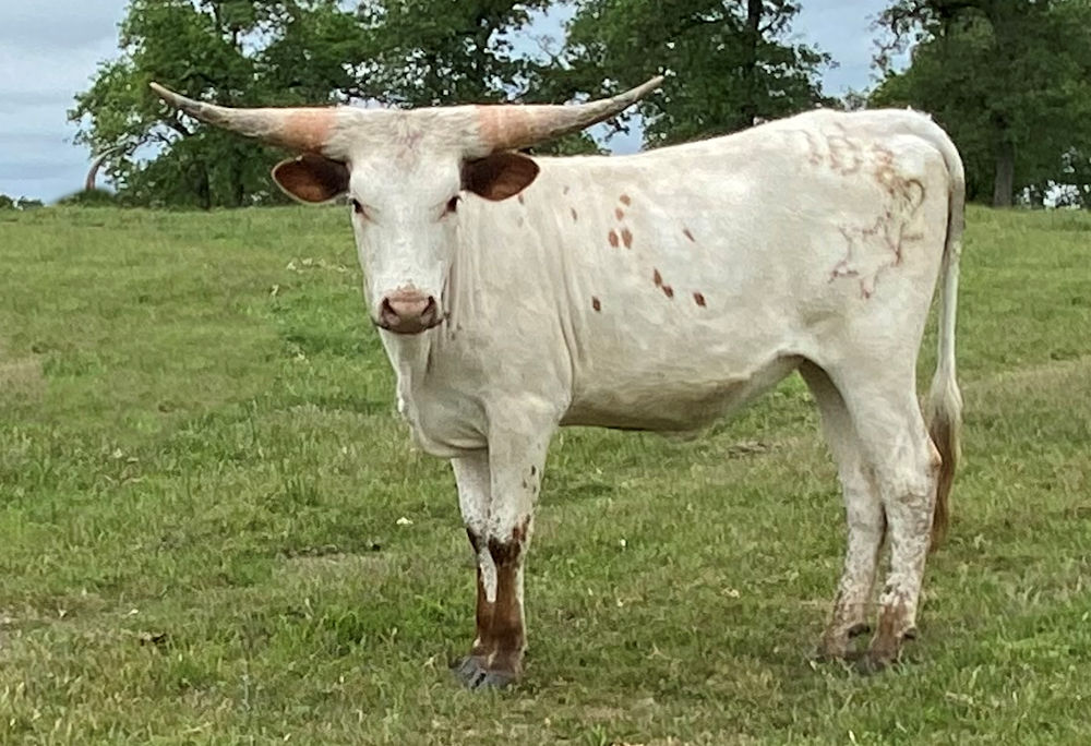 Texas Longhorn heifer - Quite the Star