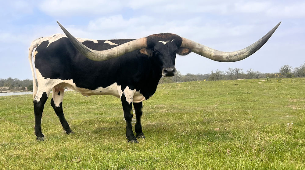 Texas Longhorn brood cow - Starbased Nike