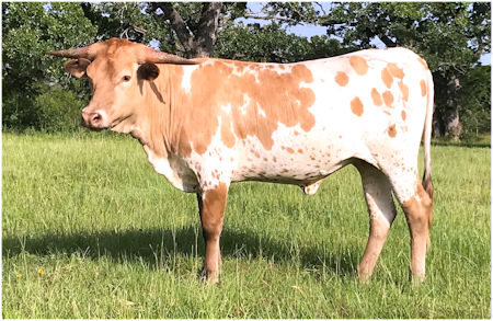 Texas Longhorn heifer - Daring Star Affair